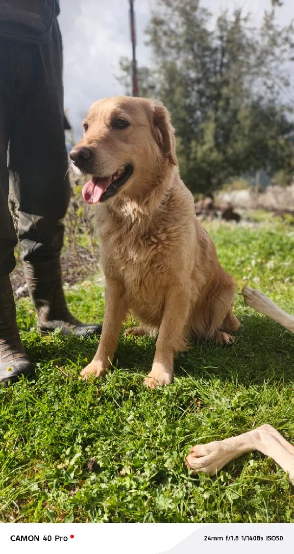 Chloe, una splendida Golden Retriever Foto 12